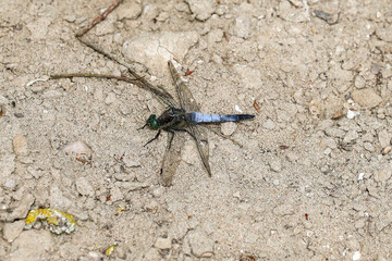 Orthetrum julia on the sand, dragonfly, animal, aquatic animal, sand