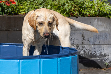 Blonde Labrador Retriever enjoying her pool, dog, pet, companion animal, mammal, domestic dog, breed