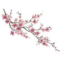 Delicate pink cherry blossom branch
