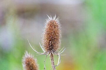 Close-up rural scenery with pond and reed plants on a spring morning. Photo taken May 17th, 2025, Zurich Schwamendingen, Switzerland.