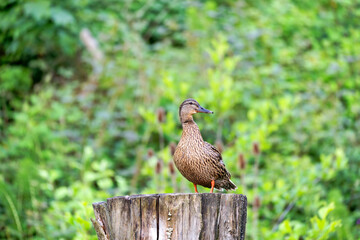 Close-up of female mallard duck in the forest sitting on tree trunk on a spring morning at Swiss City of Zürich. Photo taken May 17th, 2025, Zurich Schwamendingen, Switzerland.