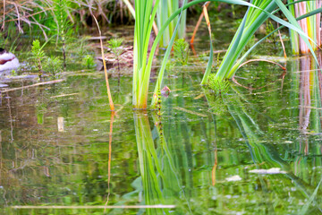 Close-up rural scenery with pond and reed plants on a spring morning. Photo taken May 17th, 2025, Zurich Schwamendingen, Switzerland.