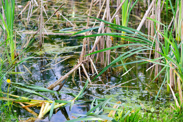 Close-up rural scenery with pond and reed plants on a spring morning. Photo taken May 17th, 2025, Zurich Schwamendingen, Switzerland.