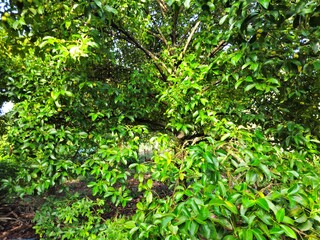 A mangosteen tree with dense green leaves growing in a tropical garden under a bright blue sky.