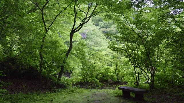 Stunning cinematic slider over lush, deep dark forest with small bench