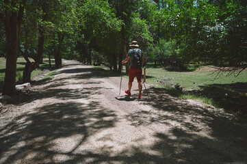 Man Hiking on a Scenic Forest Path During a Sunny Day for Outdoor Adventure