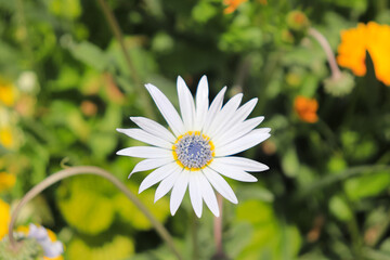 A flower field in early summer.