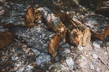 Stacked Tree Logs in Forest Highlighting Nature and Rural Lifestyle