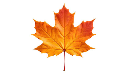Fototapeta premium Autumn maple leaf isolated on transparent background