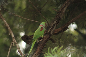 Parakeet