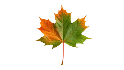 Fototapeta premium Autumn maple leaf isolated on transparent background