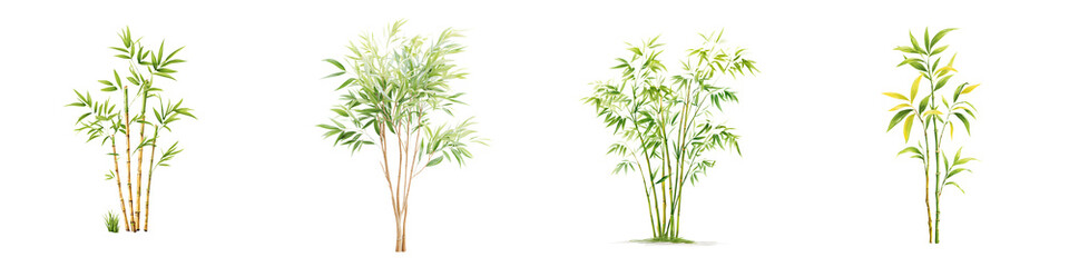 Watercolor Bamboo Trees Collection Isolated on White