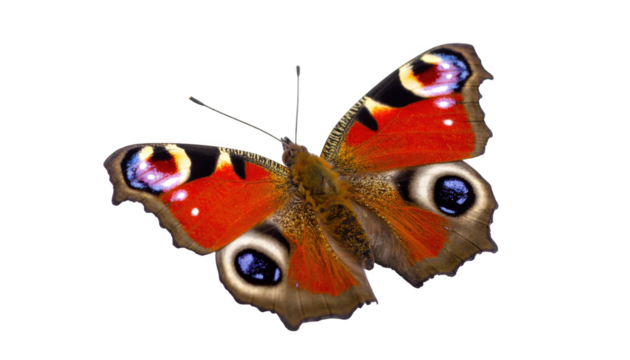 Beautiful red butterfly photographed isolated on transparent background