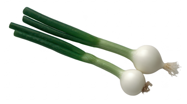 Two fresh white onions with vibrant green stalks