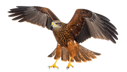 Fototapeta premium Bird of prey in flight isolated on transparent background