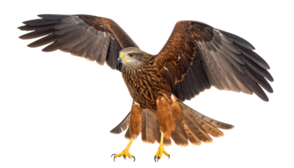 Bird of prey in flight isolated on transparent background