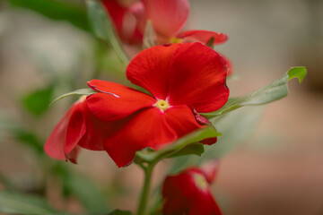 Obraz premium Red flower