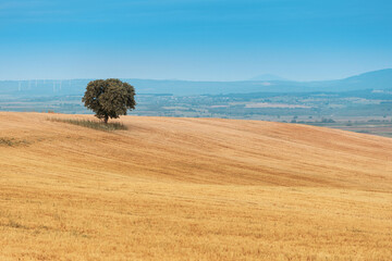 Lone tree stands amidst a vast, golden wheat field under a clear blue sky, with distant hills and...