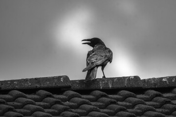 common raven close-up in black and white