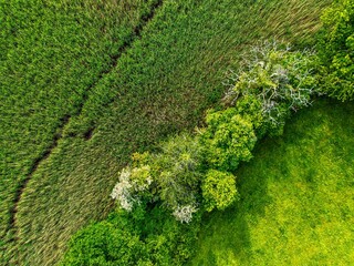 Top Down over Marshes over River Dart from a drone, Stoke Gabriel, Totnes, Devon, England, Europe