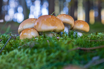 Several brown mushrooms growing in a group on a moss-covered forest floor in warm filtered light.