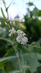 Flowering yarrow in a summer meadow