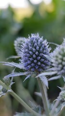 thistle flower in bloom