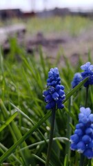 Close-up of Blue Grape Hyacinths Blooming in Spring Meadow
