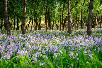 Fototapeta premium Purple flowers blooming in the woods of the park in the early morning