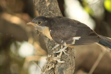 Cuckoo