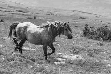 Kruzi Plateau / Cincar / Livno, Bosnien-Herzegowina, Wildpferde