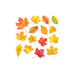Colorful autumn maple and oak leaves isolated on white background