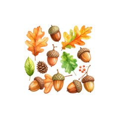 Autumn acorns isolated on white background