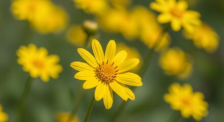 Vibrant Yellow Daisy Flower in Focus with Blurred Background of Greenery