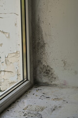 wet glass and mold on the window slopes