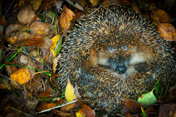 Hedgehog (Scientific name: Erinaceus Europaeus) wild, native, European hedgehog hibernating in natural woodland habitat. Curled into a ball in fallen Autumn leaves. Winter sleeping - hibernation