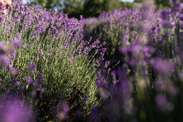 lavender field in the sun, summer heat bloom aromatherapy