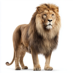 Obraz premium Majestic Lion, King of the Jungle , white background cut out PNG