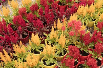 Red and yellow celosia flowers in pots arranged in rows at plant nursery