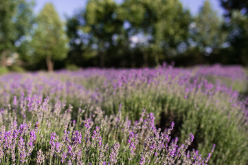 Obraz premium lavender field in the sun, summer heat bloom aromatherapy