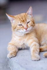Ginger cat lying in the street. Ginger cat's resting. 