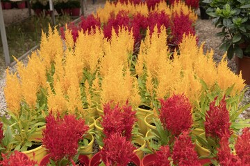 Red and yellow celosia flowers in pots arranged in rows at plant nursery
