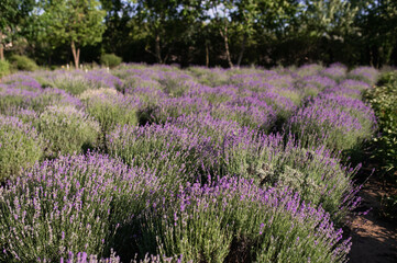 Fototapeta premium lavender field in the sun, summer heat bloom aromatherapy