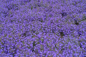 A background of bright blue lobelia flowers in full bloom in a garden flowerbed. Natural floral...