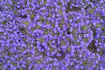 Obraz premium A background of bright blue lobelia flowers in full bloom in a garden flowerbed. Natural floral background for design.