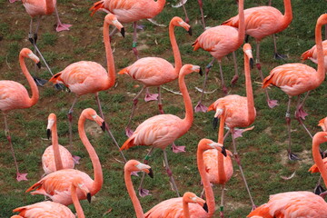 Obraz premium Flamant rose