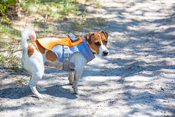 Jack Russell Terrier walks in the heat in a cooling vest. Caring for pets in the heat on a walk