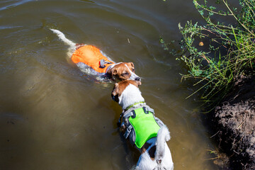  jack russell terriers swim in the lake on a hot day in cooling vests