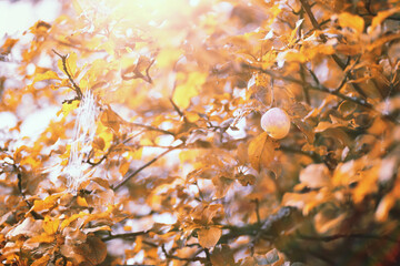 End of summer season in the park