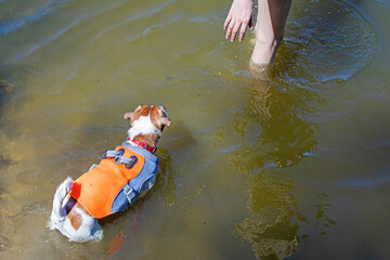 cute jack russell terriers swim in the lake on a hot day in cooling vests